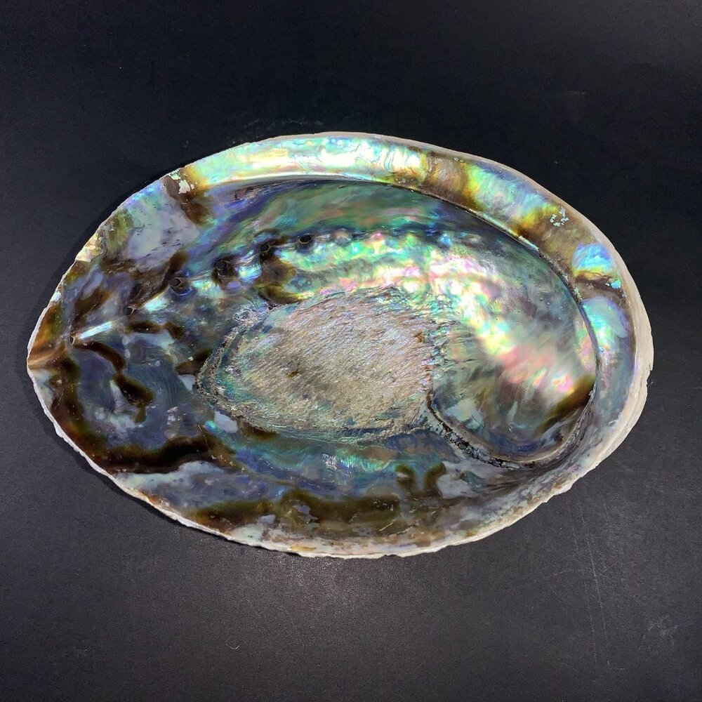 5” Natural Abalone Shell – Polished Seashell for Smudging, Décor, Crafts